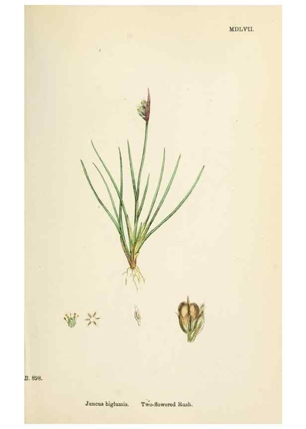 Reproducción/Reproduction 48750665602: English botany, or, Coloured figures of British plants /. London :R. Hardwicke,1863-1886.. 