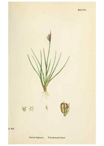 Reproducción/Reproduction 48750665602: English botany, or, Coloured figures of British plants /. London :R. Hardwicke,1863-1886.. 