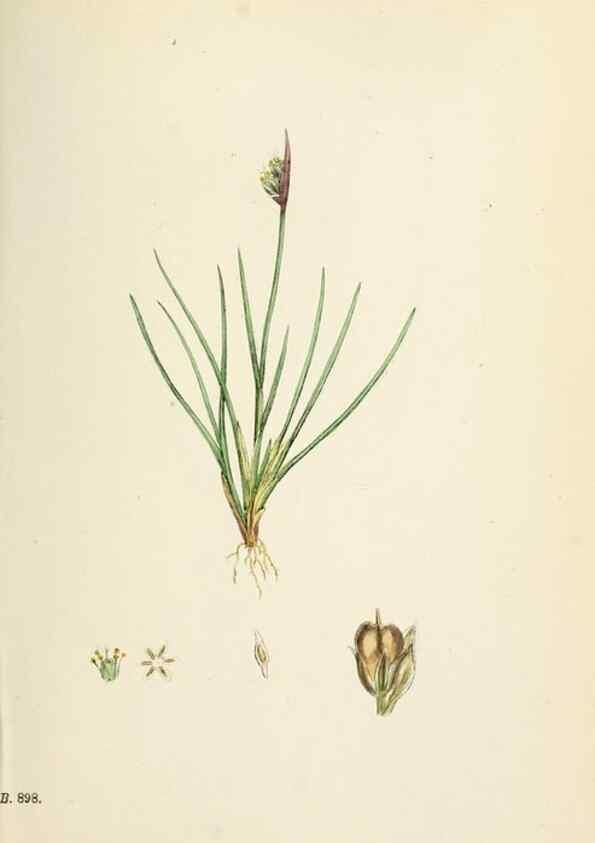 Reproducción/Reproduction 48750665602: English botany, or, Coloured figures of British plants /. London :R. Hardwicke,1863-1886.. 