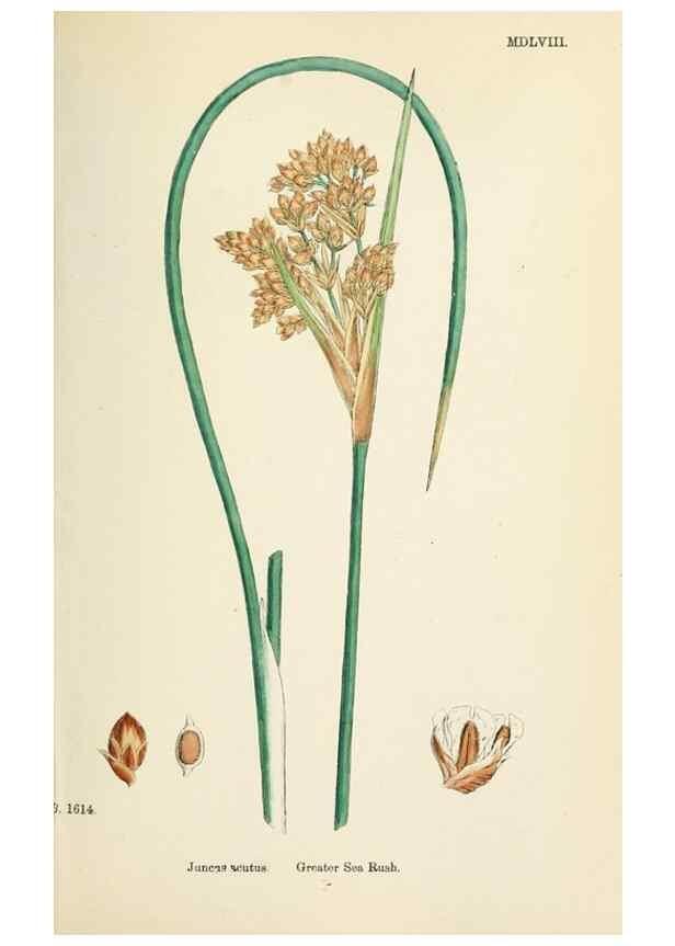 Reproducción/Reproduction 48750665892: English botany, or, Coloured figures of British plants /. London :R. Hardwicke,1863-1886.. 