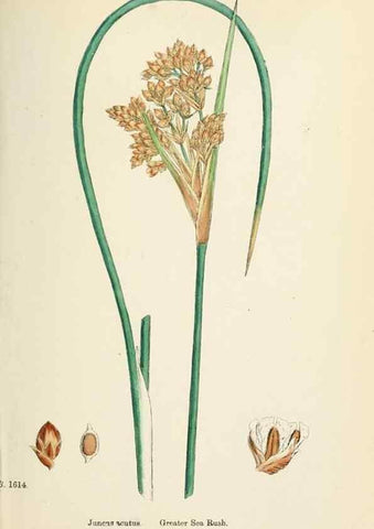 Reproducción/Reproduction 48750665892: English botany, or, Coloured figures of British plants /. London :R. Hardwicke,1863-1886.. 