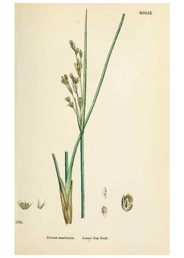 Reproducción/Reproduction 48750478116: English botany, or, Coloured figures of British plants /. London :R. Hardwicke,1863-1886.. 