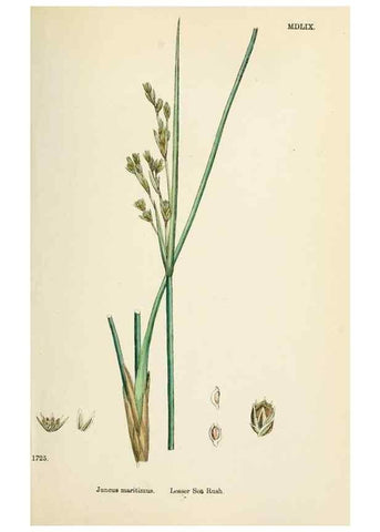 Reproducción/Reproduction 48750478116: English botany, or, Coloured figures of British plants /. London :R. Hardwicke,1863-1886.. 