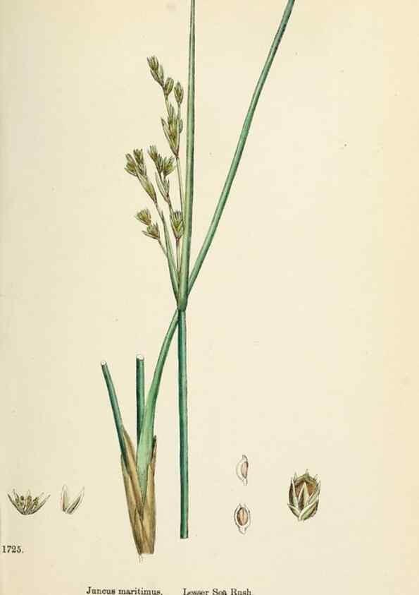 Reproducción/Reproduction 48750478116: English botany, or, Coloured figures of British plants /. London :R. Hardwicke,1863-1886.. 