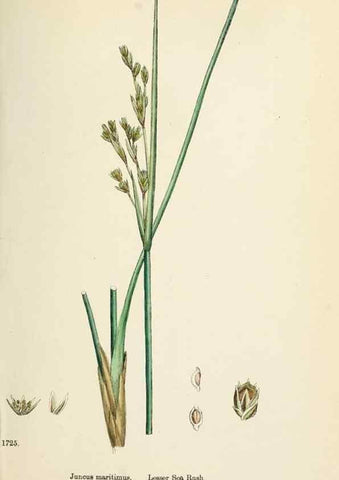 Reproducción/Reproduction 48750478116: English botany, or, Coloured figures of British plants /. London :R. Hardwicke,1863-1886.. 