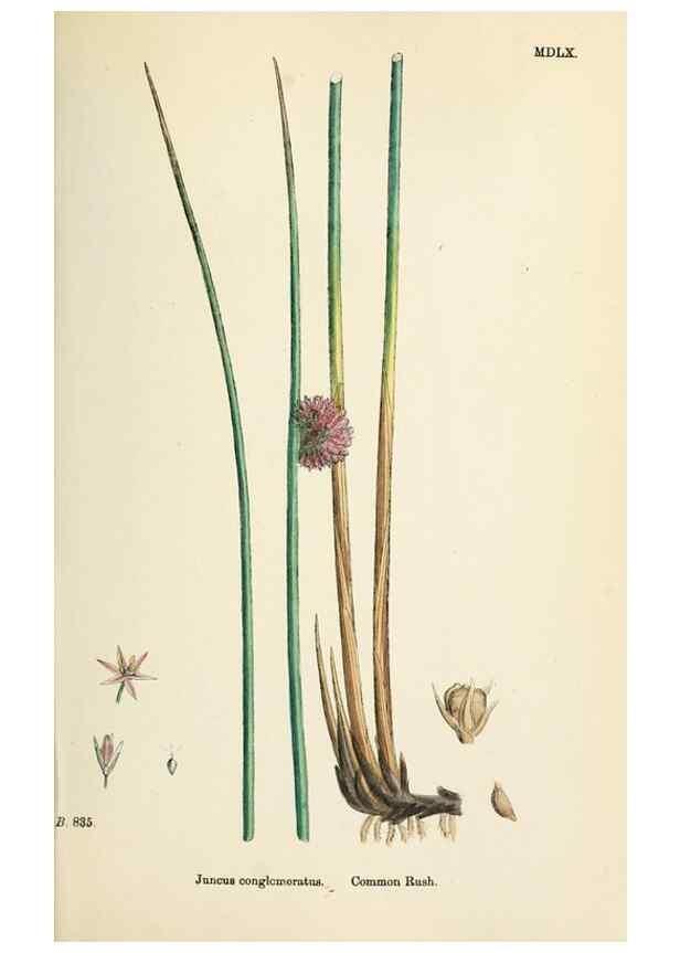 Reproducción/Reproduction 48750478411: English botany, or, Coloured figures of British plants /. London :R. Hardwicke,1863-1886.. 