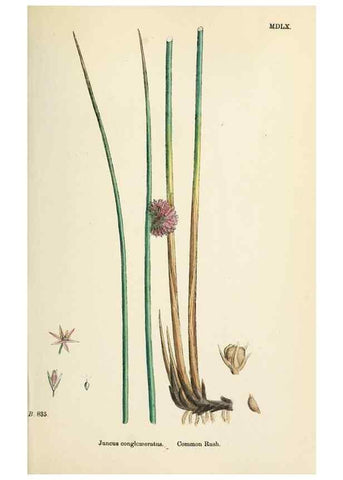 Reproducción/Reproduction 48750478411: English botany, or, Coloured figures of British plants /. London :R. Hardwicke,1863-1886.. 