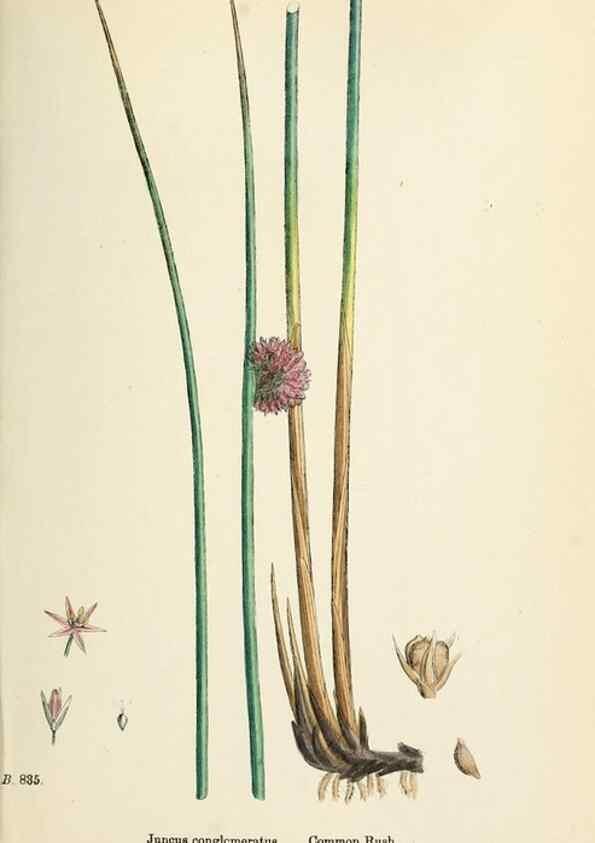 Reproducción/Reproduction 48750478411: English botany, or, Coloured figures of British plants /. London :R. Hardwicke,1863-1886.. 