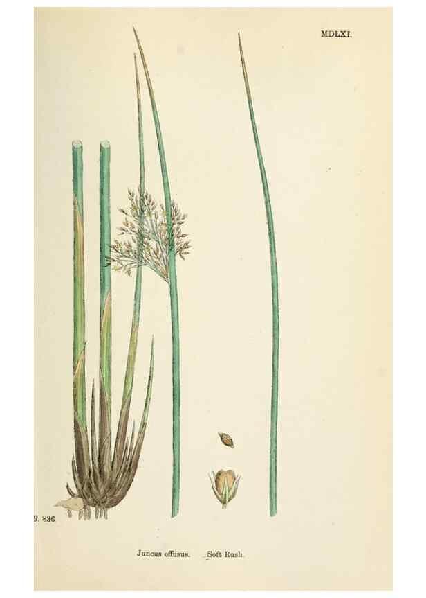 Reproducción/Reproduction 48750151508: English botany, or, Coloured figures of British plants /. London :R. Hardwicke,1863-1886.. 