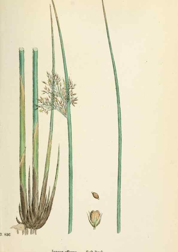 Reproducción/Reproduction 48750151508: English botany, or, Coloured figures of British plants /. London :R. Hardwicke,1863-1886.. 
