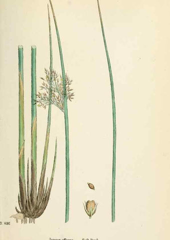 Reproducción/Reproduction 48750151508: English botany, or, Coloured figures of British plants /. London :R. Hardwicke,1863-1886.. 