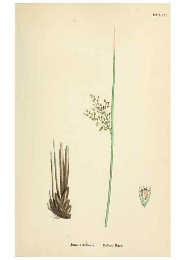 Reproducción/Reproduction 48750667177: English botany, or, Coloured figures of British plants /. London :R. Hardwicke,1863-1886.. 