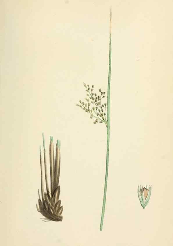 Reproducción/Reproduction 48750667177: English botany, or, Coloured figures of British plants /. London :R. Hardwicke,1863-1886.. 