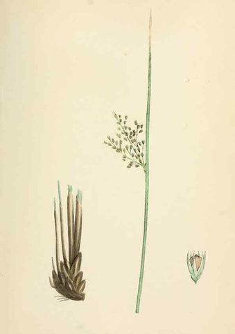 Reproducción/Reproduction 48750667177: English botany, or, Coloured figures of British plants /. London :R. Hardwicke,1863-1886.. 