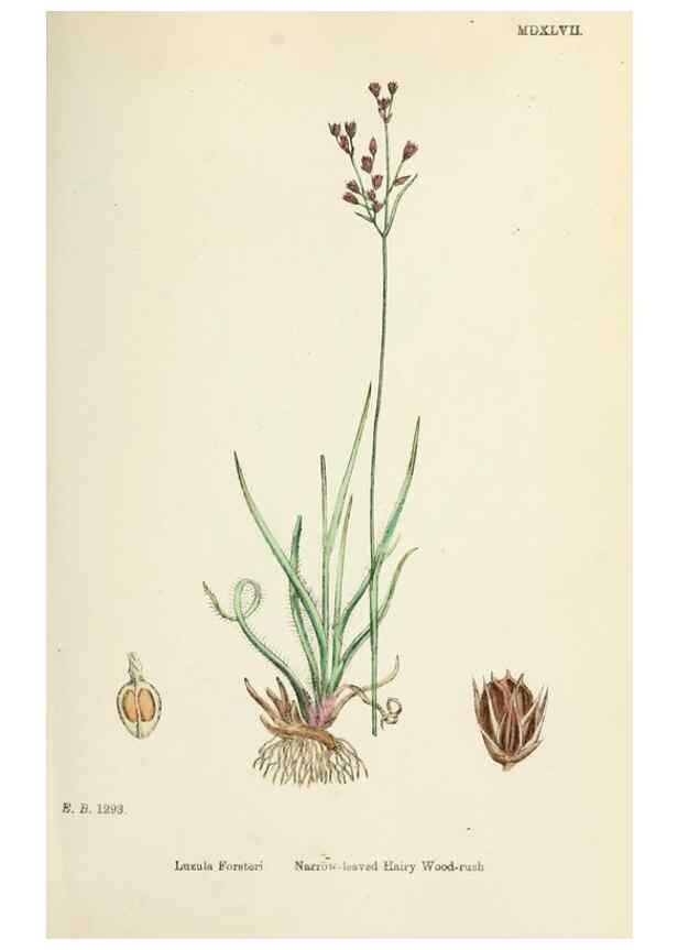 Reproducción/Reproduction 48750474161: English botany, or, Coloured figures of British plants /. London :R. Hardwicke,1863-1886.. 