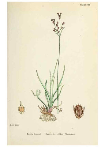 Reproducción/Reproduction 48750474161: English botany, or, Coloured figures of British plants /. London :R. Hardwicke,1863-1886.. 