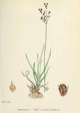 Reproducción/Reproduction 48750474161: English botany, or, Coloured figures of British plants /. London :R. Hardwicke,1863-1886.. 