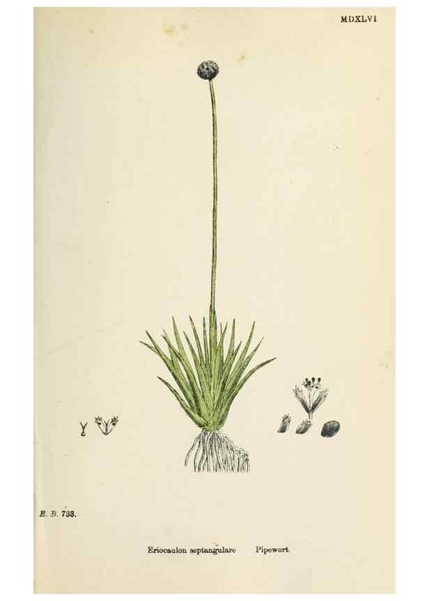Reproducción/Reproduction 48750146708: English botany, or, Coloured figures of British plants /. London :R. Hardwicke,1863-1886.. 