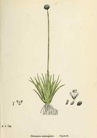 Reproducción/Reproduction 48750146708: English botany, or, Coloured figures of British plants /. London :R. Hardwicke,1863-1886.. 
