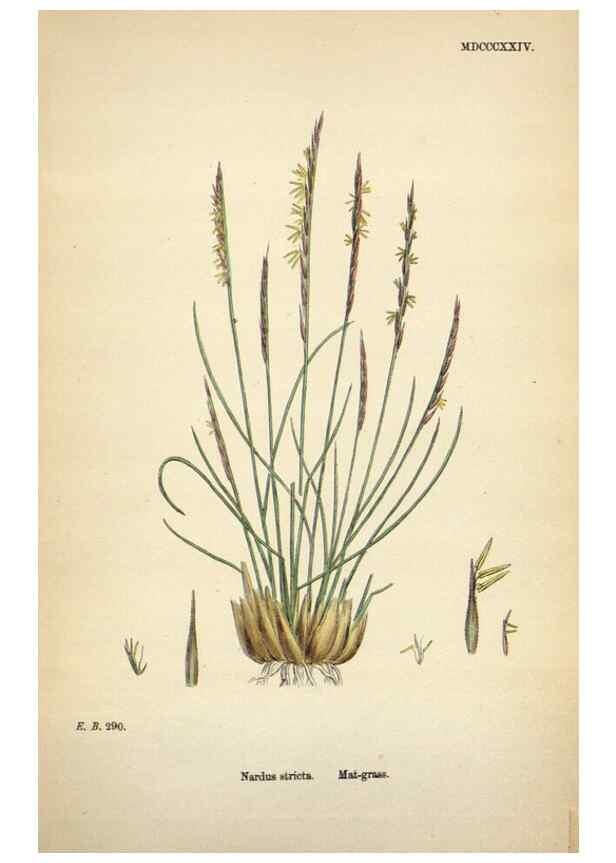 Reproducción/Reproduction 48750440626: English botany, or, Coloured figures of British plants /. London :R. Hardwicke,1863-1886.. 