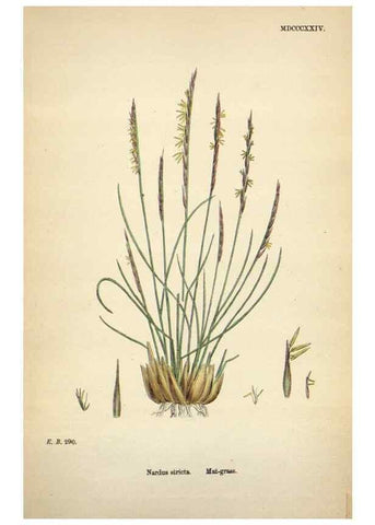 Reproducción/Reproduction 48750440626: English botany, or, Coloured figures of British plants /. London :R. Hardwicke,1863-1886.. 
