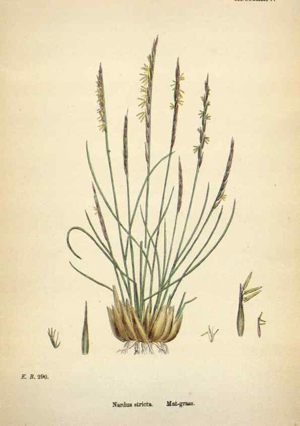 Reproducción/Reproduction 48750440626: English botany, or, Coloured figures of British plants /. London :R. Hardwicke,1863-1886.. 