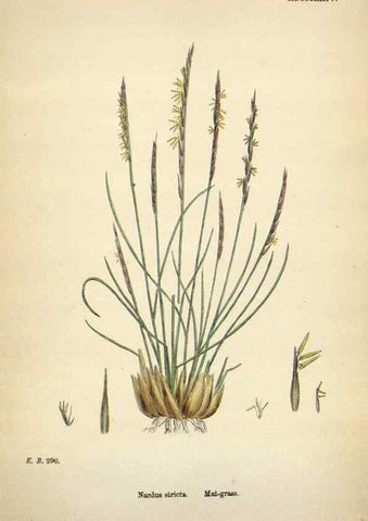 Reproducción/Reproduction 48750440626: English botany, or, Coloured figures of British plants /. London :R. Hardwicke,1863-1886.. 
