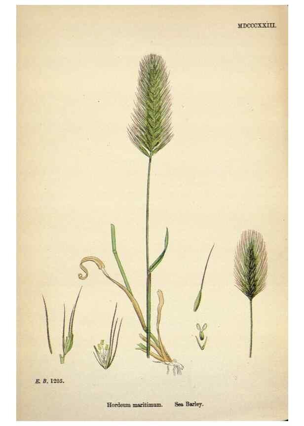 Reproducción/Reproduction 48750628567: English botany, or, Coloured figures of British plants /. London :R. Hardwicke,1863-1886.. 