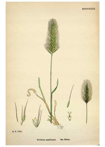 Reproducción/Reproduction 48750628567: English botany, or, Coloured figures of British plants /. London :R. Hardwicke,1863-1886.. 