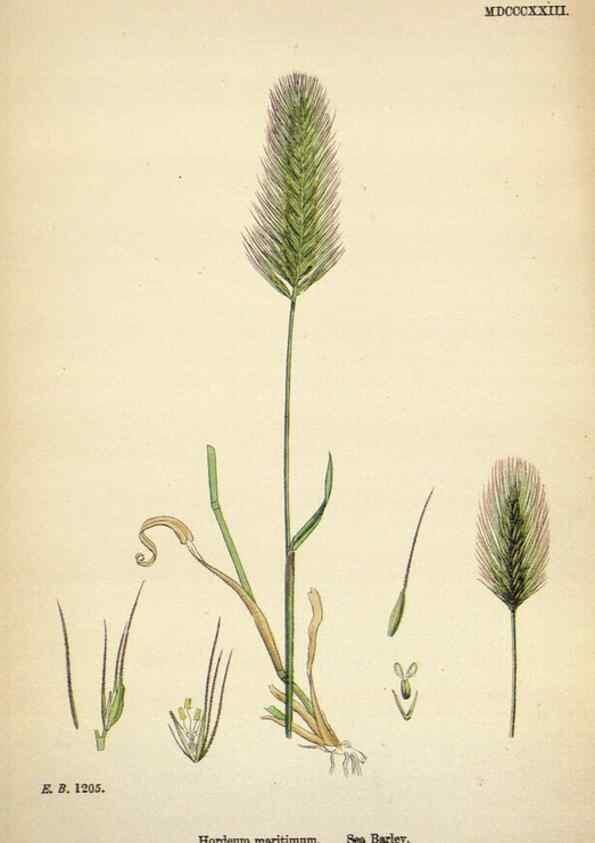 Reproducción/Reproduction 48750628567: English botany, or, Coloured figures of British plants /. London :R. Hardwicke,1863-1886.. 