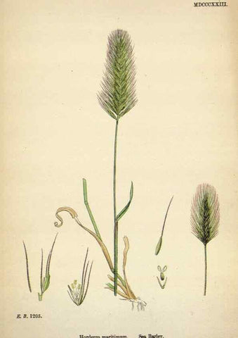 Reproducción/Reproduction 48750628567: English botany, or, Coloured figures of British plants /. London :R. Hardwicke,1863-1886.. 