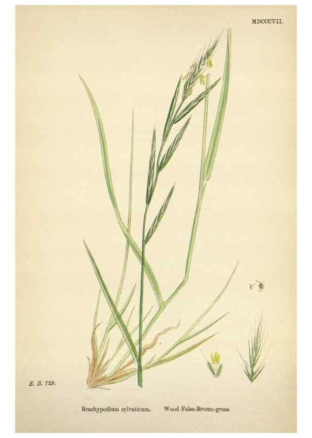 Reproducción/Reproduction 48750624022: English botany, or, Coloured figures of British plants /. London :R. Hardwicke,1863-1886.. 