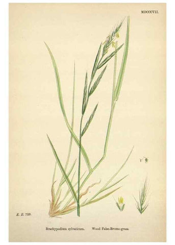 Reproducción/Reproduction 48750624022: English botany, or, Coloured figures of British plants /. London :R. Hardwicke,1863-1886.. 