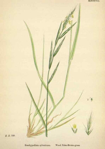 Reproducción/Reproduction 48750624022: English botany, or, Coloured figures of British plants /. London :R. Hardwicke,1863-1886.. 