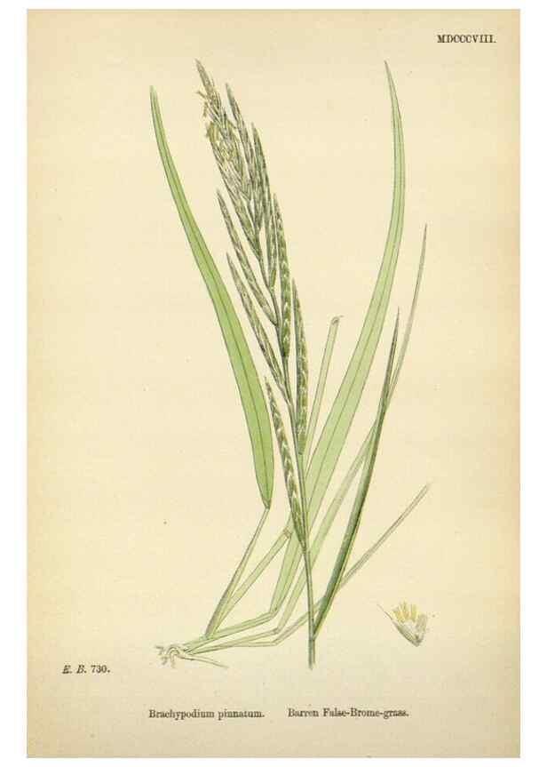 Reproducción/Reproduction 48750108338: English botany, or, Coloured figures of British plants /. London :R. Hardwicke,1863-1886.. 