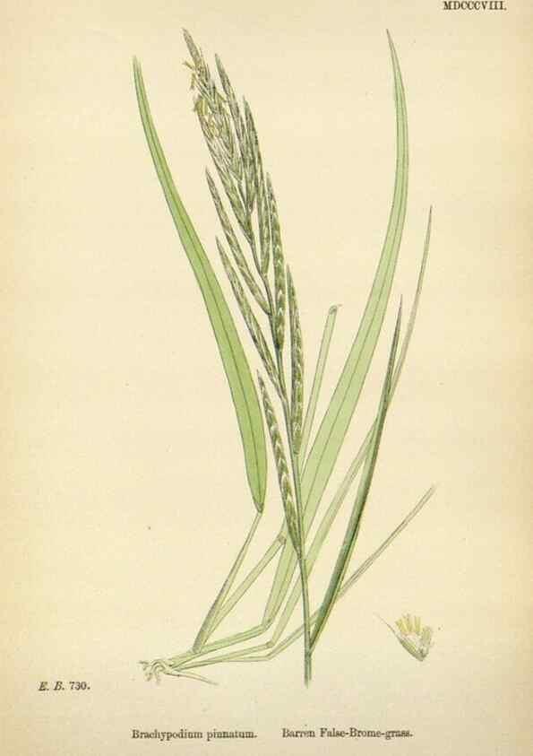 Reproducción/Reproduction 48750108338: English botany, or, Coloured figures of British plants /. London :R. Hardwicke,1863-1886.. 