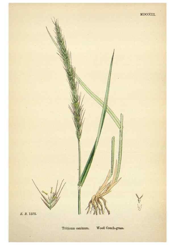Reproducción/Reproduction 48750108653: English botany, or, Coloured figures of British plants /. London :R. Hardwicke,1863-1886.. 