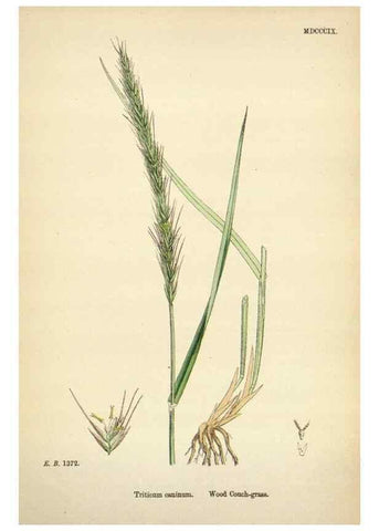 Reproducción/Reproduction 48750108653: English botany, or, Coloured figures of British plants /. London :R. Hardwicke,1863-1886.. 