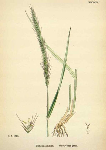 Reproducción/Reproduction 48750108653: English botany, or, Coloured figures of British plants /. London :R. Hardwicke,1863-1886.. 