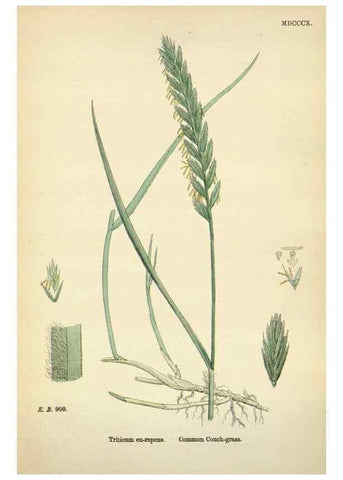 Reproducción/Reproduction 48750624822: English botany, or, Coloured figures of British plants /. London :R. Hardwicke,1863-1886.. 