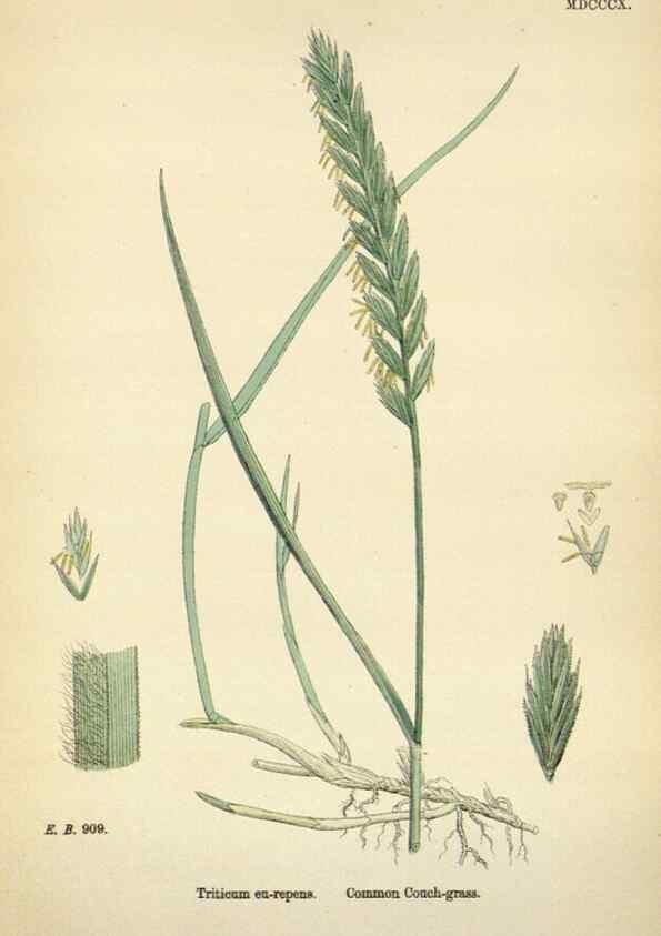 Reproducción/Reproduction 48750624822: English botany, or, Coloured figures of British plants /. London :R. Hardwicke,1863-1886.. 