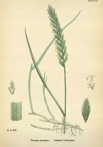Reproducción/Reproduction 48750624822: English botany, or, Coloured figures of British plants /. London :R. Hardwicke,1863-1886.. 