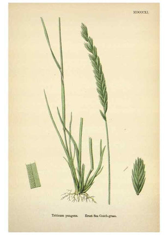 Reproducción/Reproduction 48750436856: English botany, or, Coloured figures of British plants /. London :R. Hardwicke,1863-1886.. 
