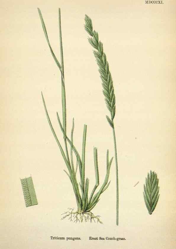 Reproducción/Reproduction 48750436856: English botany, or, Coloured figures of British plants /. London :R. Hardwicke,1863-1886.. 