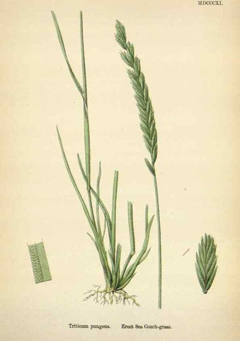 Reproducción/Reproduction 48750436856: English botany, or, Coloured figures of British plants /. London :R. Hardwicke,1863-1886.. 