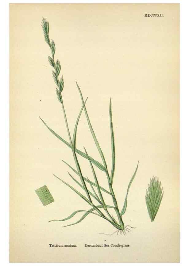 Reproducción/Reproduction 48750625302: English botany, or, Coloured figures of British plants /. London :R. Hardwicke,1863-1886.. 