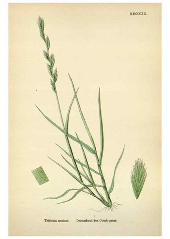 Reproducción/Reproduction 48750625302: English botany, or, Coloured figures of British plants /. London :R. Hardwicke,1863-1886.. 