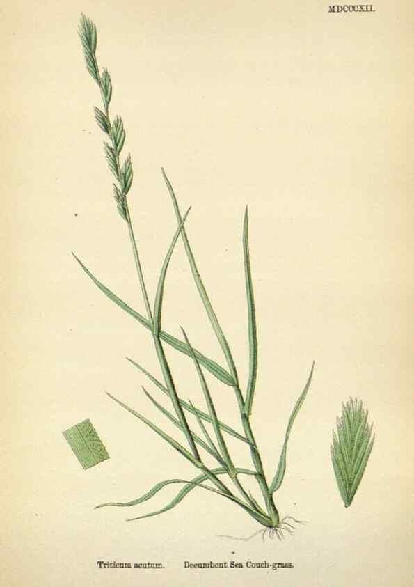 Reproducción/Reproduction 48750625302: English botany, or, Coloured figures of British plants /. London :R. Hardwicke,1863-1886.. 