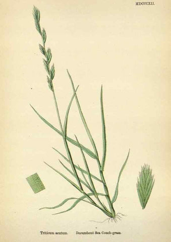 Reproducción/Reproduction 48750625302: English botany, or, Coloured figures of British plants /. London :R. Hardwicke,1863-1886.. 