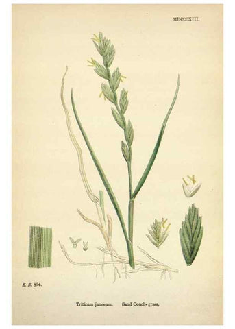 Reproducción/Reproduction 48750109683: English botany, or, Coloured figures of British plants /. London :R. Hardwicke,1863-1886.. 